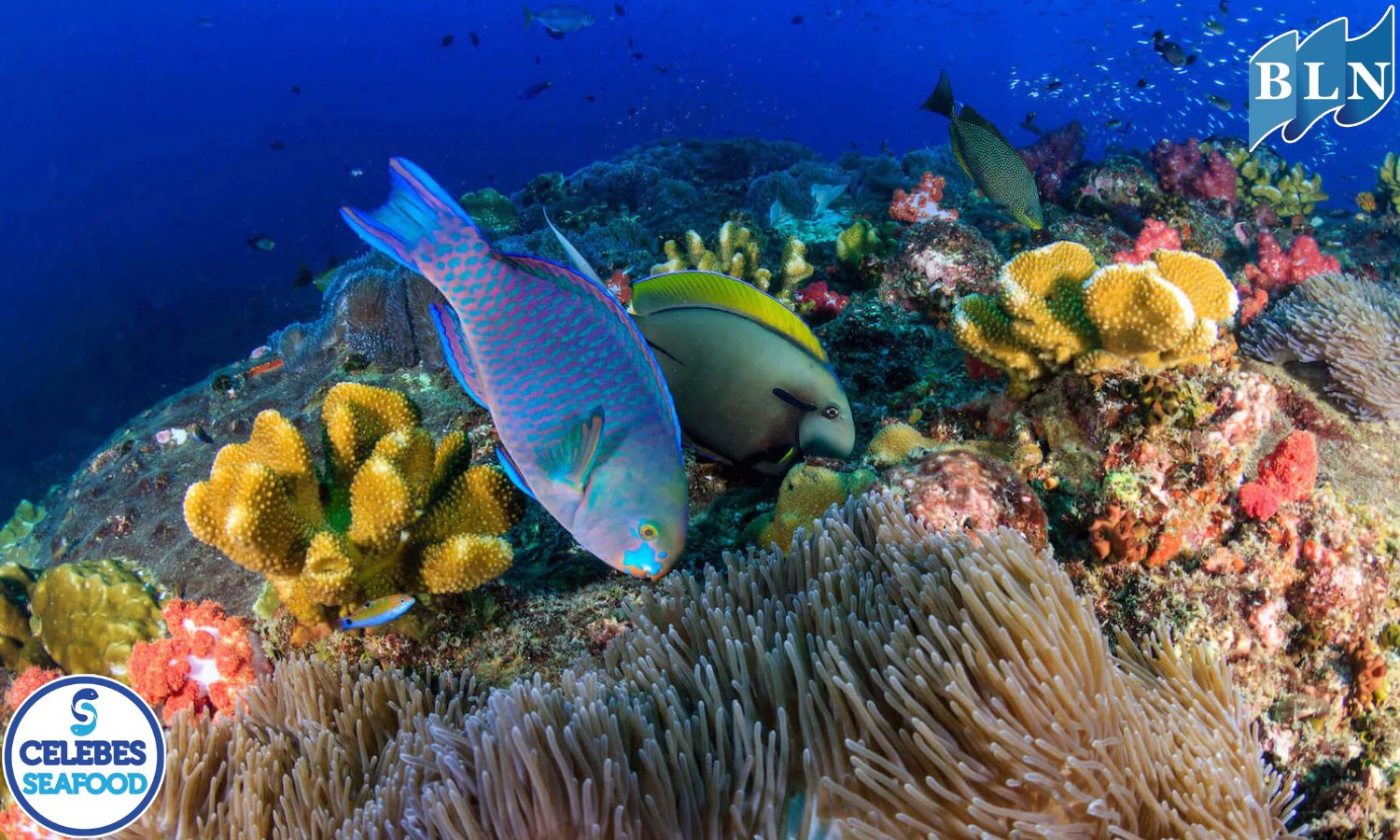 Uniqueness of Parrotfish: The Colorful Coral Reef Cleaner